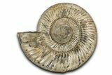 Polished Jurassic Ammonite (Kranosphinctes) - Madagascar #337700-1